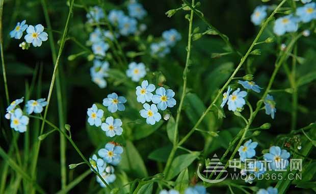 Forget me flowers | forget me pictures