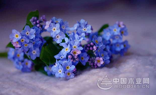 Forget me flowers | forget me pictures