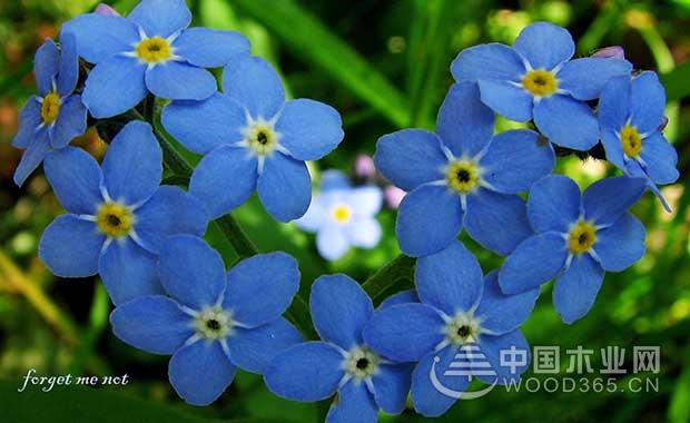 Forget me flowers | forget me pictures