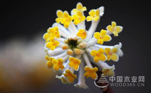 ç»“é¦™èŠ±çš„åŠŸæ•ˆå’Œä½œç”¨åŠç»“é¦™èŠ±çš„èŠ±æœŸ|ç»“é¦™èŠ±å›¾ç‰‡1