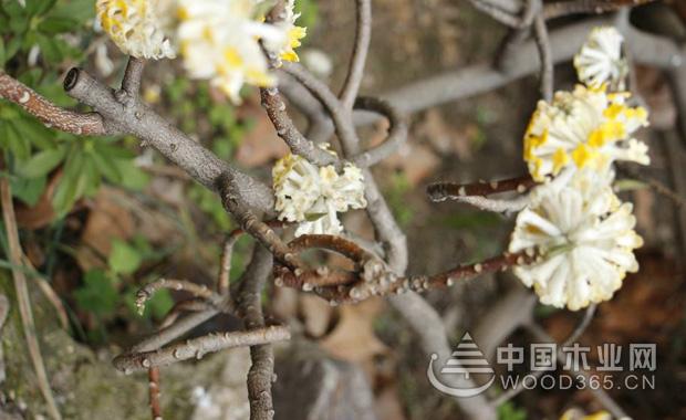 ç»“é¦™èŠ±çš„åŠŸæ•ˆå’Œä½œç”¨åŠç»“é¦™èŠ±çš„èŠ±æœŸ|ç»“é¦™èŠ±å›¾ç‰‡3