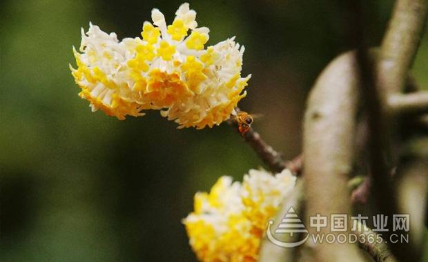 ç»“é¦™èŠ±çš„åŠŸæ•ˆå’Œä½œç”¨åŠç»“é¦™èŠ±çš„èŠ±æœŸ|ç»“é¦™èŠ±å›¾ç‰‡4