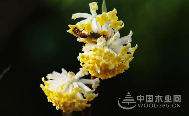 ç»“é¦™èŠ±çš„åŠŸæ•ˆå’Œä½œç”¨åŠç»“é¦™èŠ±çš„èŠ±æœŸ|ç»“é¦™èŠ±å›¾ç‰‡5