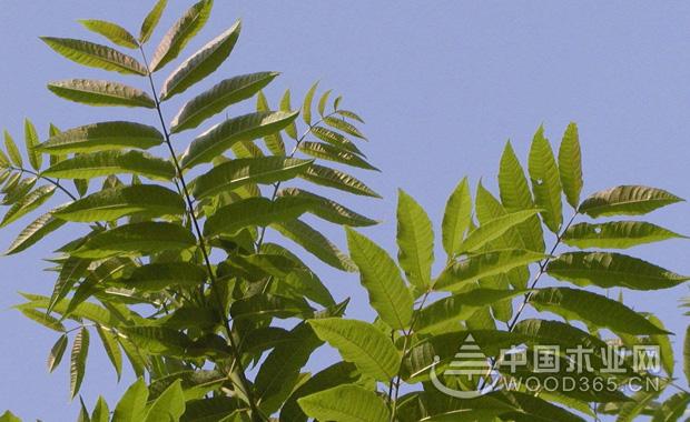 é¦™æ¤¿ç§æ¤æ–¹æ³•ä»‹ç»|é¦™æ¤¿æ ‘å›¾ç‰‡å¤§å…¨1