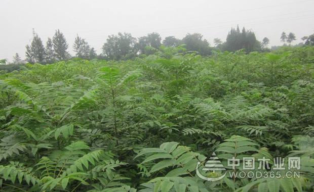 é¦™æ¤¿ç§æ¤æ–¹æ³•ä»‹ç»|é¦™æ¤¿æ ‘å›¾ç‰‡å¤§å…¨3