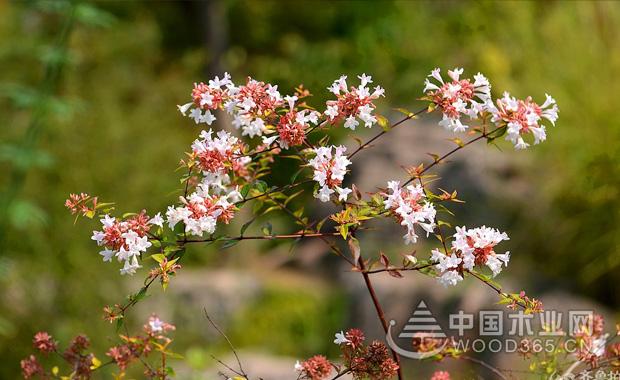 å¤§èŠ±å…­é“æœ¨èŠ±æœŸå’Œç—…è™«å®³é˜²æ²»|å¤§èŠ±å…­é“æœ¨å›¾ç‰‡2