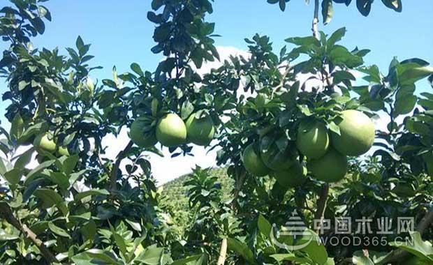 The effect and function of honey pomelo | honey pomelo picture | honey pomelo farming technology