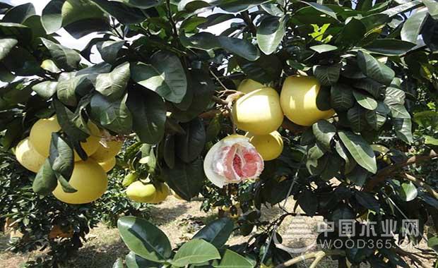 The effect and function of honey pomelo | honey pomelo picture | honey pomelo farming technology