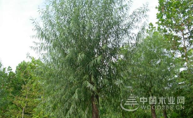 æ—±æŸ³çš„ä»·å€¼å’Œç®¡ç†æ–¹æ³•|æ—±æŸ³å›¾ç‰‡å¤§å…¨2