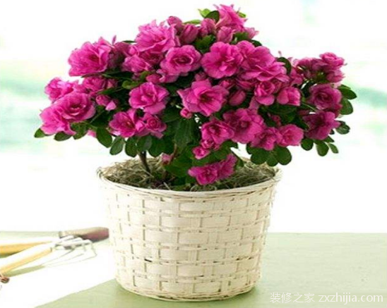 æ€Žæ ·å…»æœé¹ƒèŠ±
