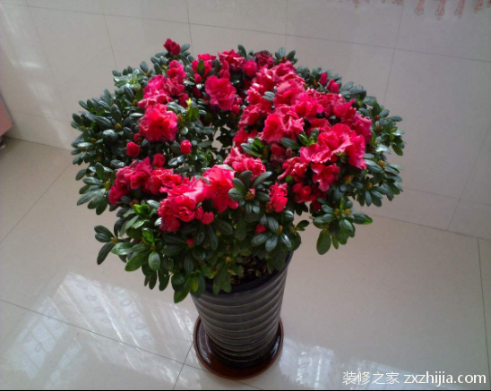 å®¤å†…æ€Žæ ·å…»æœé¹ƒèŠ±