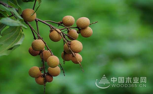 The effect and effect of longan meat | the difference between longan and longan