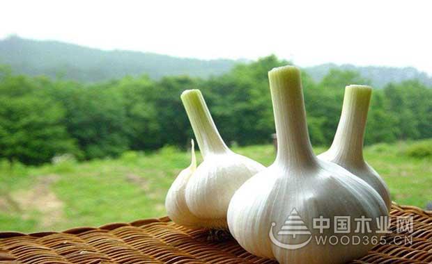 Introduction of garlic planting technology