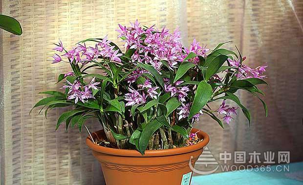 How to do orchid leaves yellowing | Reasons and countermeasures of orchid leaf tip