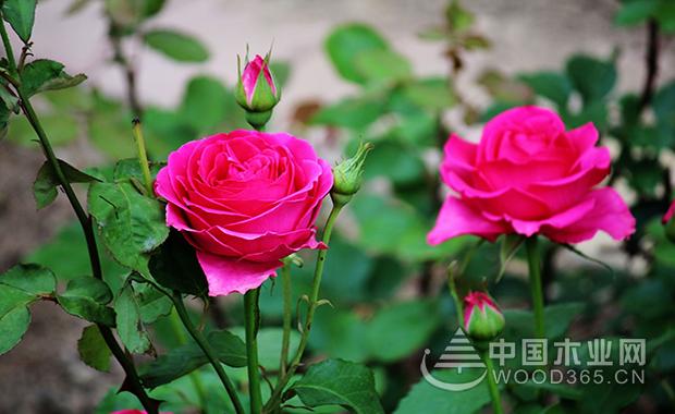 The effect and function of rose flowers