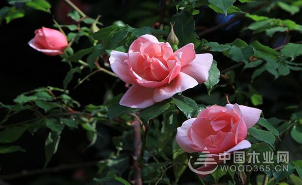 The effect and function of rose flowers