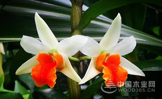 Introduction to the efficacy and role of Dendrobium