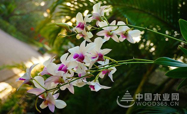 Introduction to the efficacy and role of Dendrobium