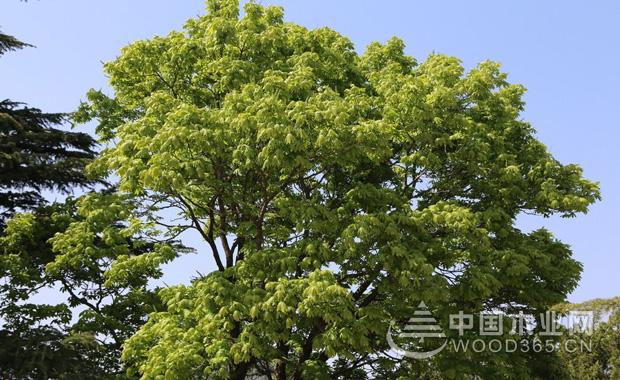 ä¸ƒå¶æ ‘ä»·å€¼å’Œä¸ƒå¶æ ‘ä»·æ ¼ä»‹ç»|ä¸ƒå¶æ ‘å›¾ç‰‡1