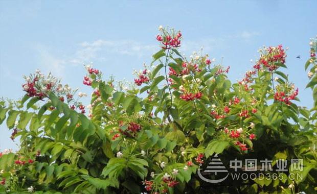 ä½¿å›å­çš„åŠŸæ•ˆå’Œä½œç”¨|ä½¿å›å­å›¾ç‰‡å¤§å…¨1