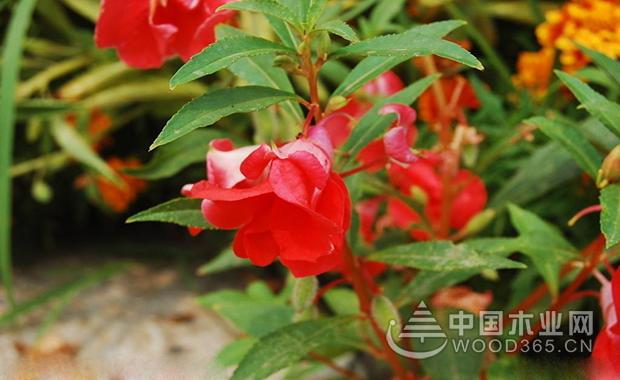 Impatiens flower cultivation method | Impatiens flower picture