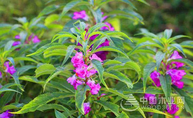 Impatiens flower cultivation method | Impatiens flower picture