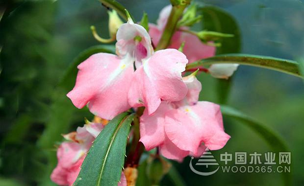 Impatiens flower cultivation method | Impatiens flower picture