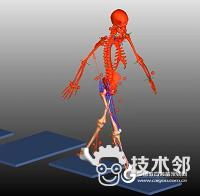 University of Missouri-Adams simulation helps diagnose knee disease