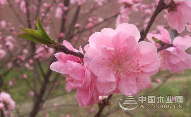 æ¡ƒèŠ±å«æŽ¥æ–¹æ³•å’Œæ¡ƒèŠ±ä»·å€¼ä»‹ç»|æ¡ƒèŠ±å›¾ç‰‡1