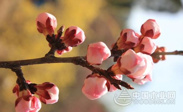 æ¡ƒèŠ±å«æŽ¥æ–¹æ³•å’Œæ¡ƒèŠ±ä»·å€¼ä»‹ç»|æ¡ƒèŠ±å›¾ç‰‡3