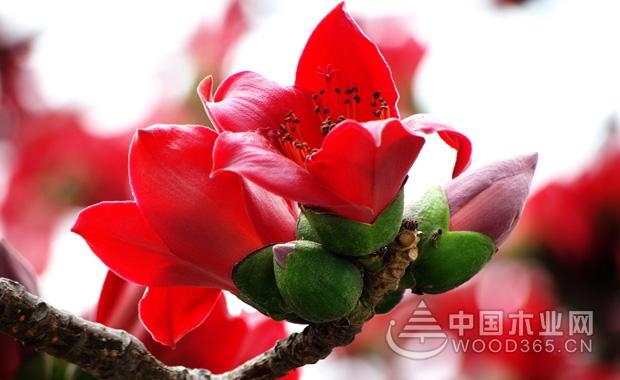 æœ¨æ£‰èŠ±çš„èŠ±è¯­å’Œæœ¨æ£‰èŠ±çš„åŠŸæ•ˆä¸Žä½œç”¨|æœ¨æ£‰èŠ±å›¾ç‰‡1