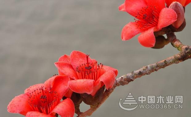 æœ¨æ£‰èŠ±çš„èŠ±è¯­å’Œæœ¨æ£‰èŠ±çš„åŠŸæ•ˆä¸Žä½œç”¨|æœ¨æ£‰èŠ±å›¾ç‰‡