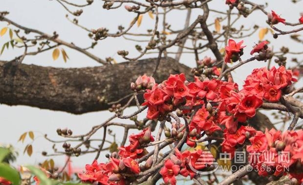 æœ¨æ£‰èŠ±çš„èŠ±è¯­å’Œæœ¨æ£‰èŠ±çš„åŠŸæ•ˆä¸Žä½œç”¨|æœ¨æ£‰èŠ±å›¾ç‰‡3