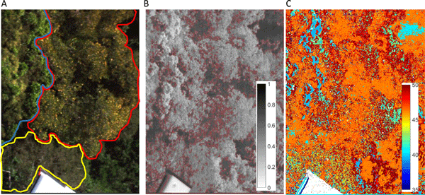 SOC710 Flux Tower Application Case 1 Estimate the Chlorophyll Content of Amazonian Vegetation