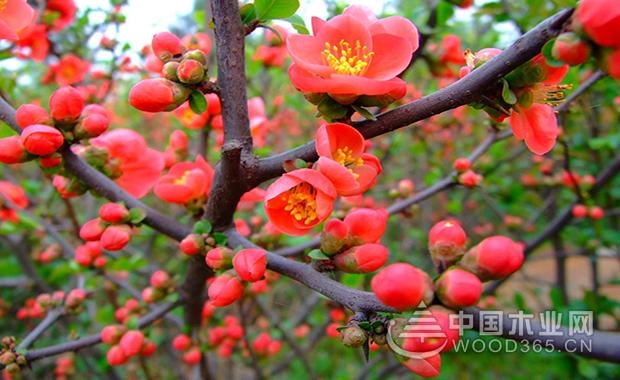 The effect and role of plum plum