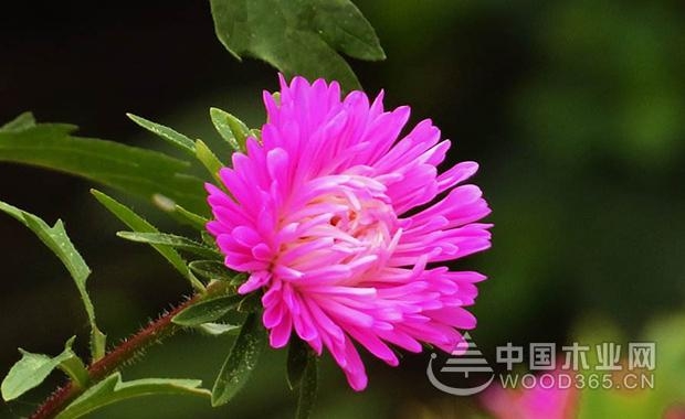 Aster's flowering period