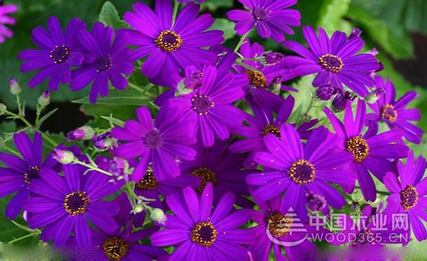 Aster's flowering period