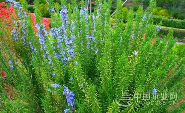 What is the difference between sage and rosemary?