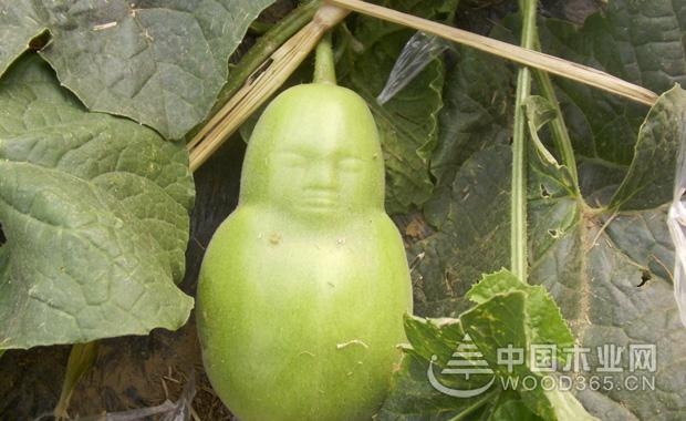 äººå‚æžœç§æ¤æ–¹æ³•|äººå‚æžœæ ‘å›¾ç‰‡