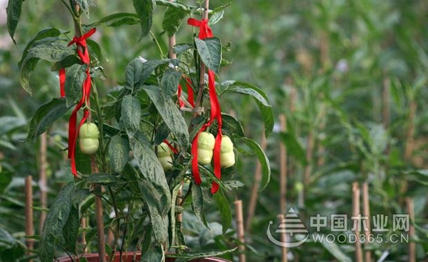 äººå‚æžœç§æ¤æ–¹æ³•|äººå‚æžœæ ‘å›¾ç‰‡2