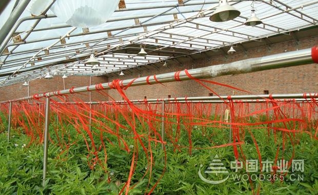 äººå‚æžœç§æ¤æ–¹æ³•|äººå‚æžœæ ‘å›¾ç‰‡3