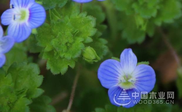 å©†å©†çº³ç§æ¤æ–¹æ³•|å©†å©†çº³å›¾ç‰‡1