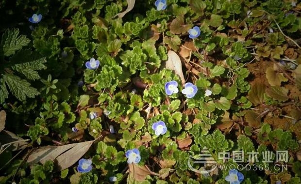 å©†å©†çº³ç§æ¤æ–¹æ³•|å©†å©†çº³å›¾ç‰‡2