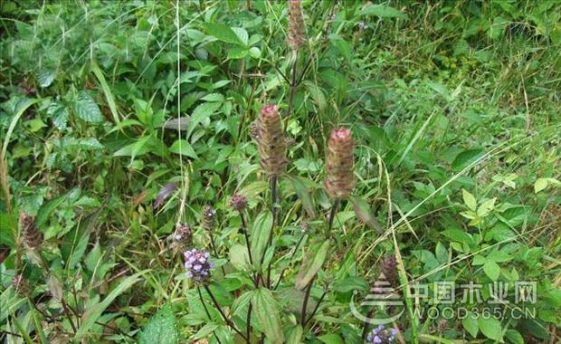 å¤æž¯è‰çš„å‰¯ä½œç”¨å’Œå¤æž¯è‰ä»·æ ¼ä»‹ç»|å¤æž¯è‰å›¾ç‰‡1