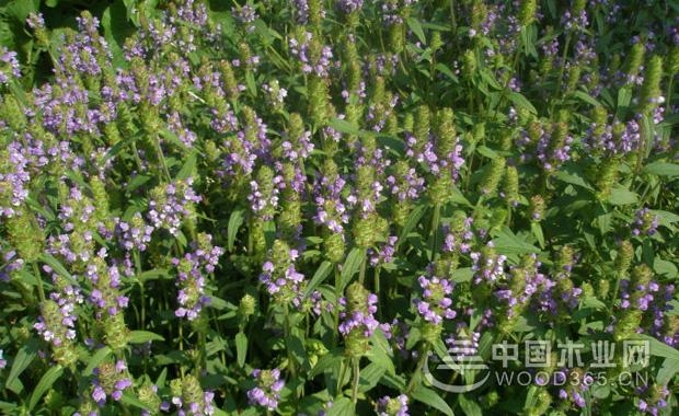 å¤æž¯è‰çš„å‰¯ä½œç”¨å’Œå¤æž¯è‰ä»·æ ¼ä»‹ç»|å¤æž¯è‰å›¾ç‰‡4