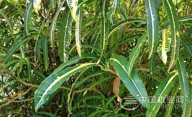 ç»†å¶å˜å¶æœ¨çš„ç¹æ®–æ–¹æ³•å’Œæ³¨æ„äº‹é¡¹