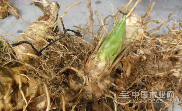 èŠ¦ç«¹æ ¹çš„åŠŸæ•ˆä¸Žä½œç”¨|èŠ¦ç«¹æ ¹å›¾ç‰‡