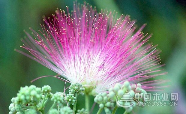 Introduction to the efficacy and role of Acacia