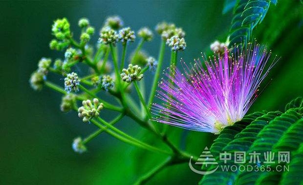 Introduction to the efficacy and role of Acacia