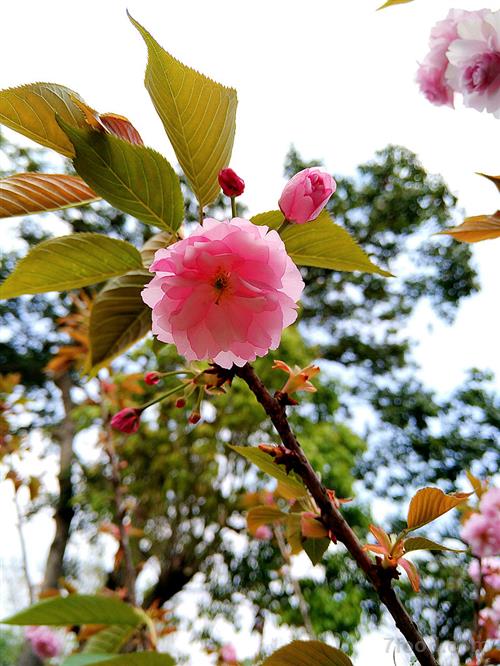 æ¨±èŠ±